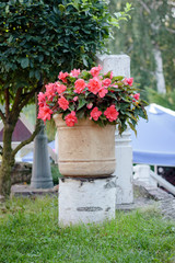 Big flowerpot with begonia flowers on park