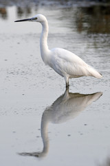 Seidenreiher (Egretta garzetta) spiegelt sich im Wasser - Little egret 