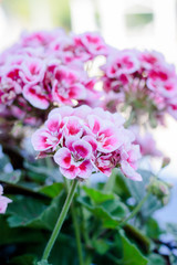 Flowers of pink geranium on street.