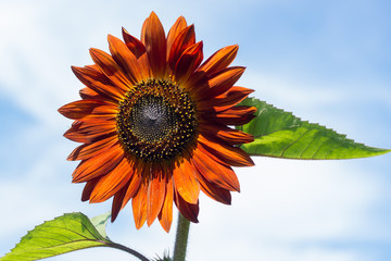 Bright orange sunflower flower against blue sky background