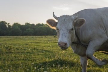 The bull eats a grass on a summer meadow