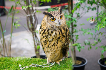 night owl on green grass and owl eyes open.