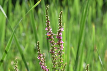 Weier, Insekten, Libellen