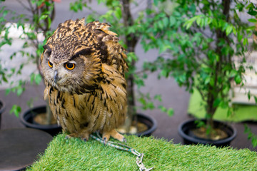 night owl on green grass and owl eyes open.