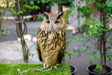night owl on green grass and owl eyes open.