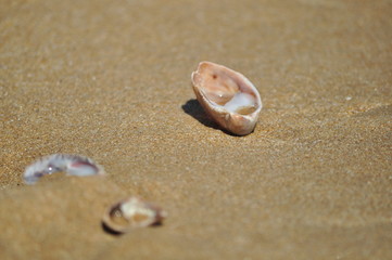 Coquillage sur la plage