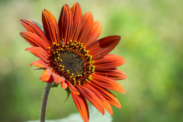 A flower of decorative sunflower red in the garden in the nature