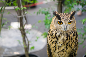 night owl on green grass and owl eyes open.