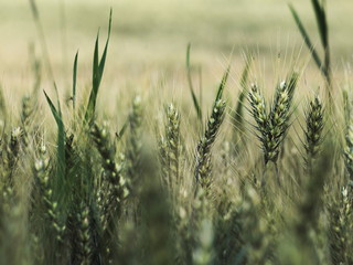 Obraz premium Silhouette of a barley field in sunset.