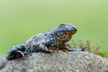European fire-bellied toad - Bombina bombina