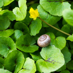 Snail on leaves in the garden