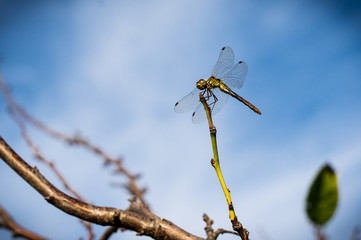 Great dragonflies on a branch on a blue sky background