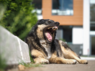 Homeless stray dog yawns widely. The huge jaws of the animal, teeth, tongue
