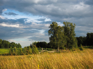 Landscape. Yellow dry grass, green tree and blue sky in the clouds
