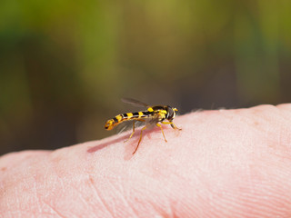 Fly Syrphidae on a person's hand. Macro