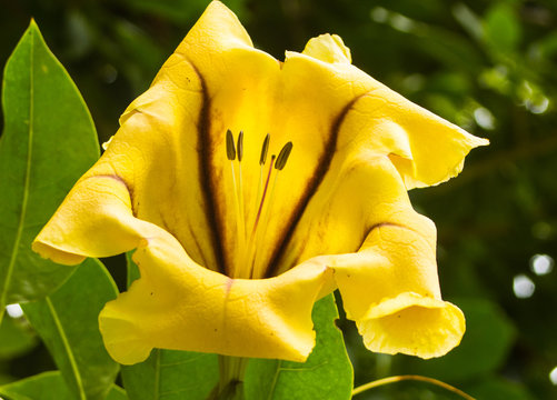 Para n&atilde;p dizer que falei sobre as flores