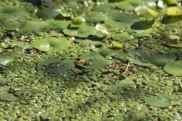 Weier, Insekten, Libellen