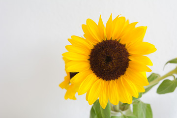 Isolierte Sonnenblume 