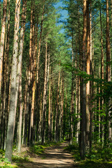 Fototapeta na wymiar Green forest in summer sunshine
