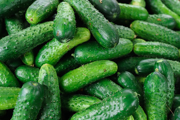 Fresh green cucumbers in a box in the market.
