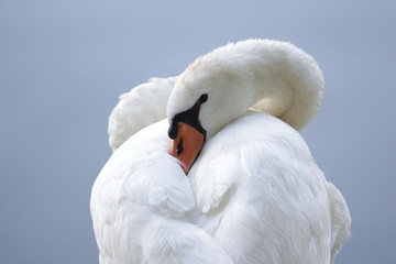 Obraz premium Sleepy Swan