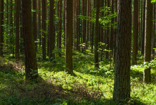 Green forest in summer sunshine