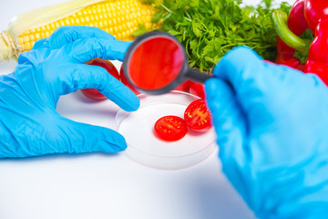 Research of various vegetables in the laboratory on GMOs and harmful substances.