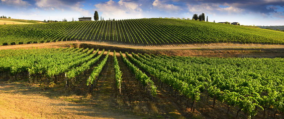 Beautiful landscape of Vineyards in Tuscany. Chianti region in summer season. Italy. - obrazy, fototapety, plakaty