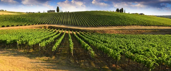 Fotobehang Prachtig landschap van wijngaarden in Toscane. Chianti-regio in het zomerseizoen. Italië. © Dan74