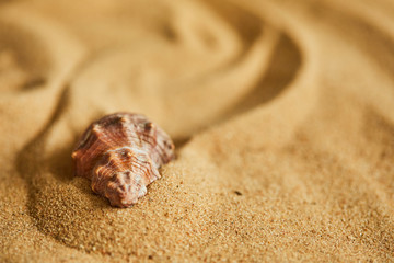 shells on the sand