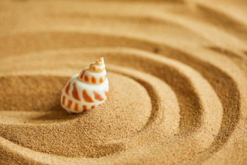 shells on the sand