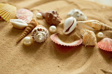 Obraz na płótnie Canvas shells on the sand