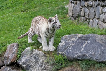 Tigre blanc royal (Panthera tigris) young tiger animal