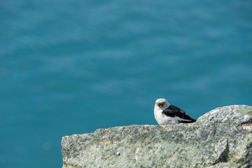 Iceland - Breeding bird sitting on rock at glacial lake