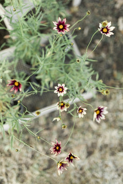 Coreopsis Redshift plants in crate for sale at farmers market