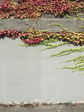 Ivy plant growing on urban, concrete wall, autumn