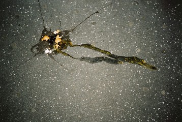 smoking makes omelette