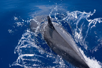 Dauphin