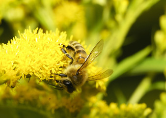 Honey Bee