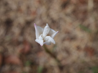 Fototapeta na wymiar White Wild Flower Bud