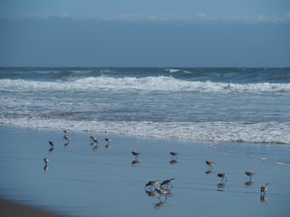 Snowy plovers picking at the ocean in Santa Cruz