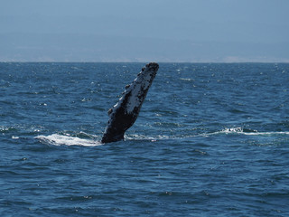 Fin of a humpback whale seen from a whale cruise