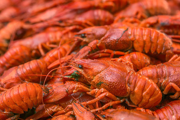 Boiled big crawfish close up view from the top. Cooked crayfish with dill. Beer snack. Crayfish to beer.