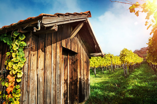 Weinberg mit Rebh&uuml;tte am Rehberger-Weg bei Weil am Rhein / Baden-W&uuml;rttemberg im Herbst