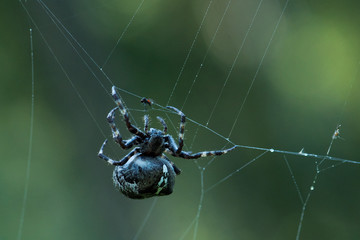 Spider capturing a fly on the web