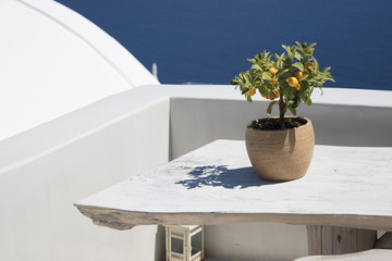 Small Lemon Tree