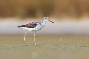 Common Greenshank (Tringa nebularia)