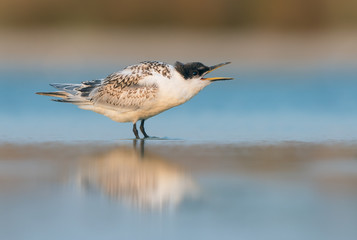 Fledgling sandwich tern calling