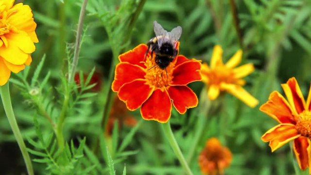 bee bumblebee drink nectar on tagetes marigolds flowers