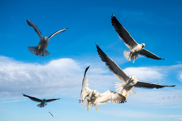 Seagulls
